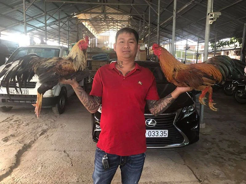 Mít Trà Cú - Trại gà Mít Trà Cú trứ danh bậc nhất giới gà Việt Nam